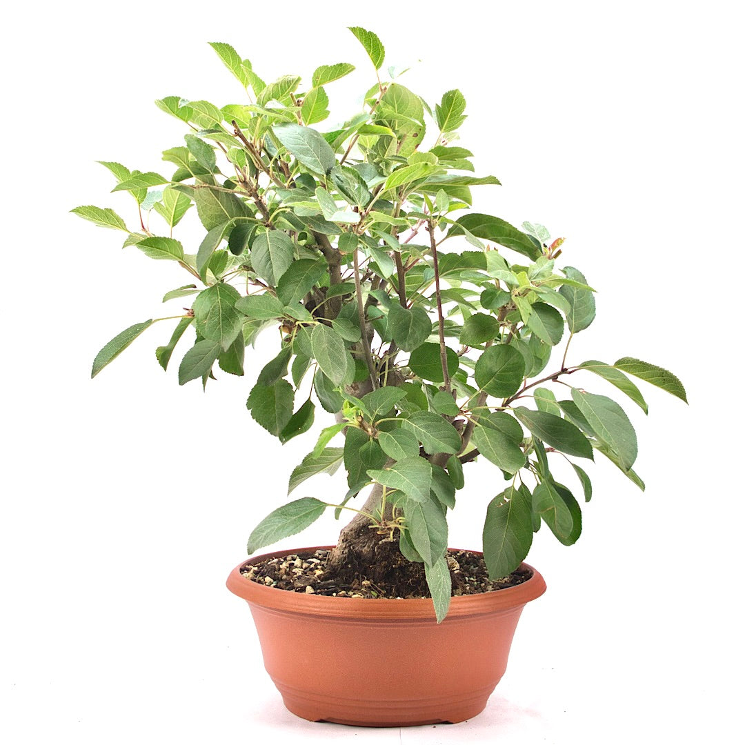Zierapfel 'Malus spec.'