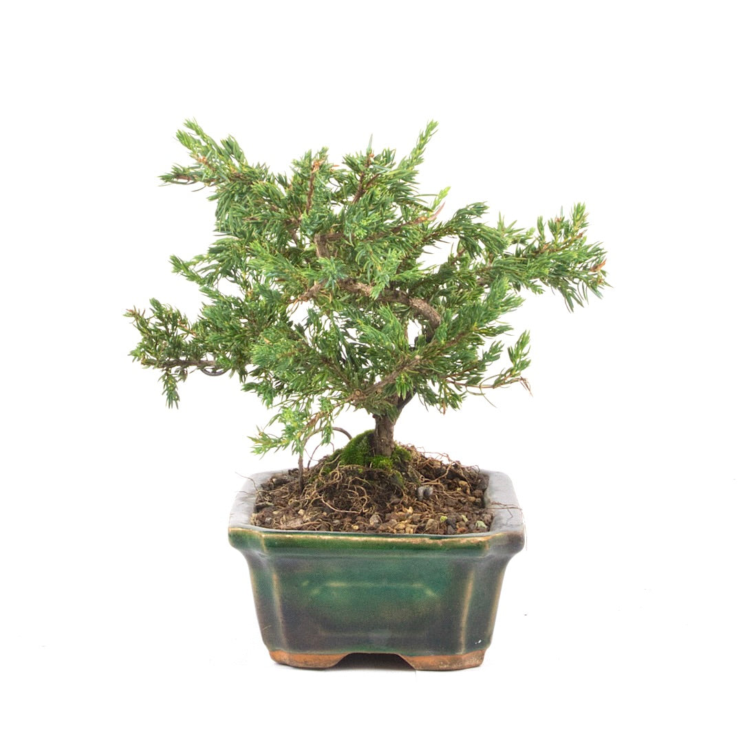 Kissen Wacholder 'Juniperus procumbens Nana'