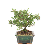 Kissen Wacholder 'Juniperus procumbens Nana'