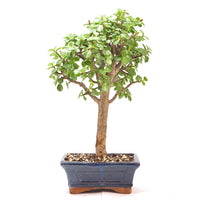 Speckbaum 'Portulacaria afra'