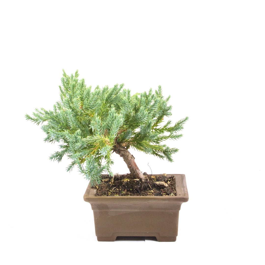 Kissen Wacholder 'Juniperus procumbens Nana'