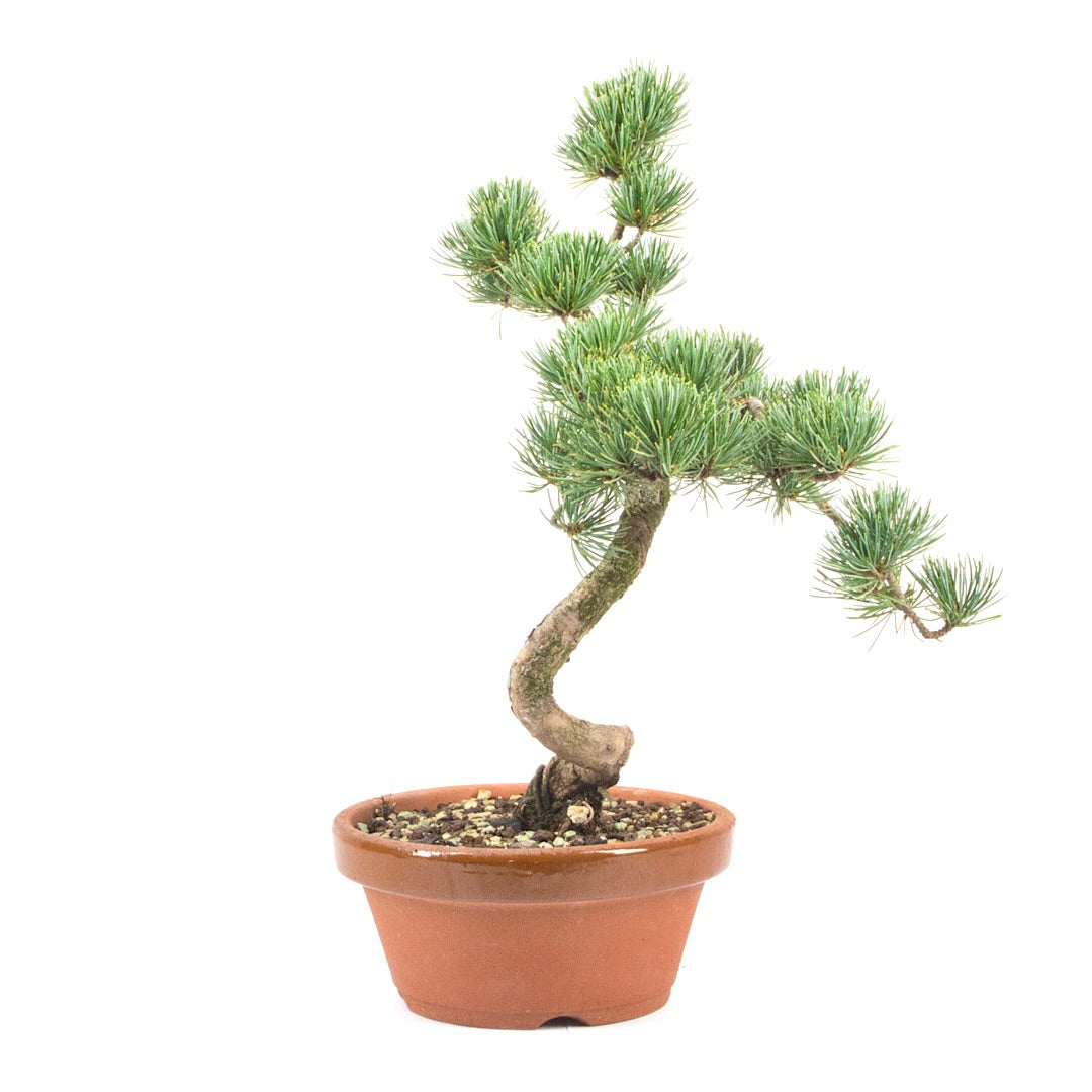 Mädchenkiefer 'Pinus parviflora'