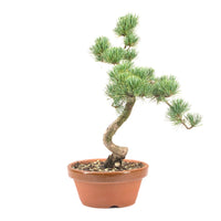 Mädchenkiefer 'Pinus parviflora'