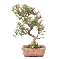 Fächer- Zwergmispel 'Cotoneaster horizontalis'