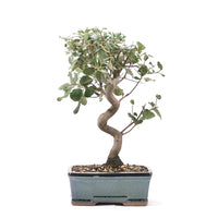 Kork-Eiche 'Quercus suber'