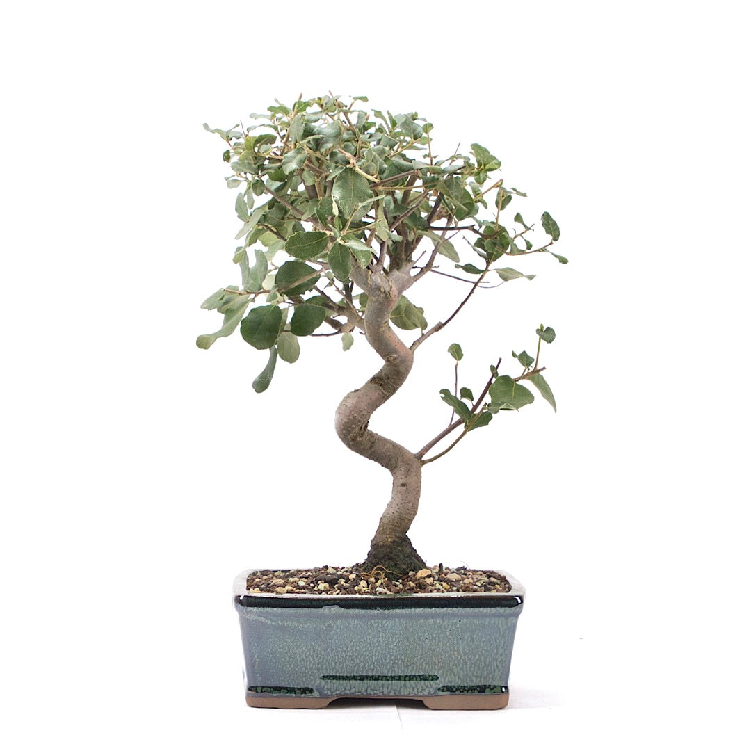 Kork-Eiche 'Quercus suber'