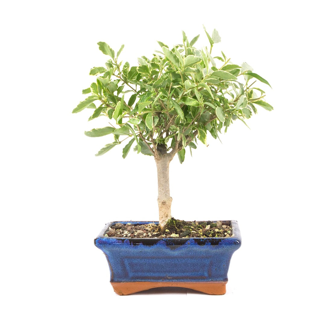 Ovalblättriger Liguster Buntblättrig ‚Ligustrum ovalifolium variegatum‘