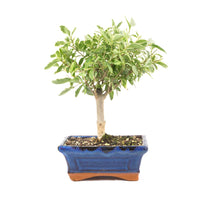 Ovalblättriger Liguster Buntblättrig ‚Ligustrum ovalifolium variegatum‘