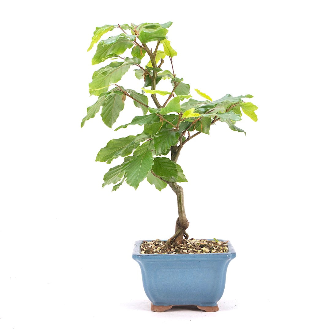 Rotbuche 'Fagus sylvatica'