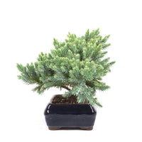 Kissen Wacholder 'Juniperus procumbens Nana'
