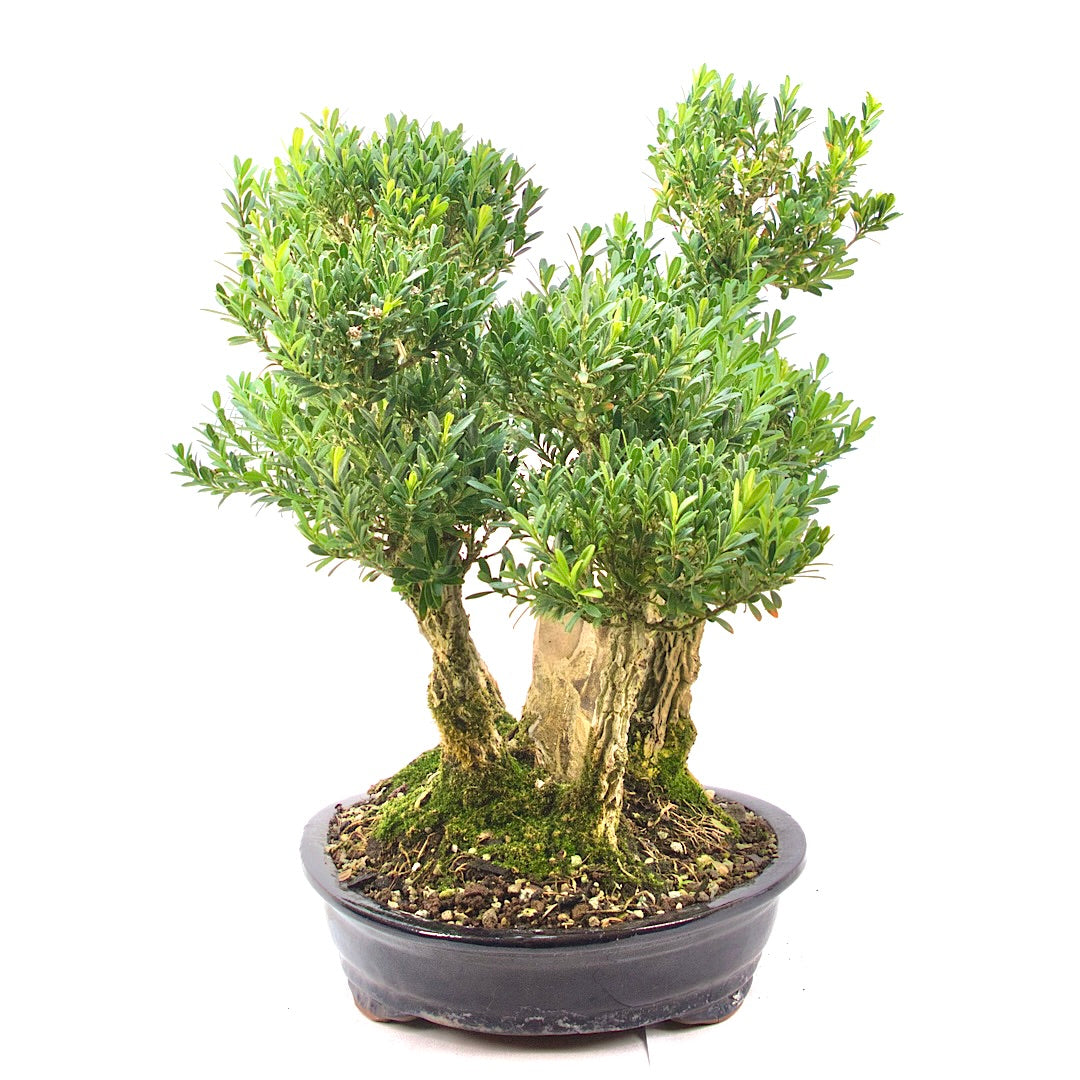 Chinesischer Buchsbaum 'Buxus harlandii'