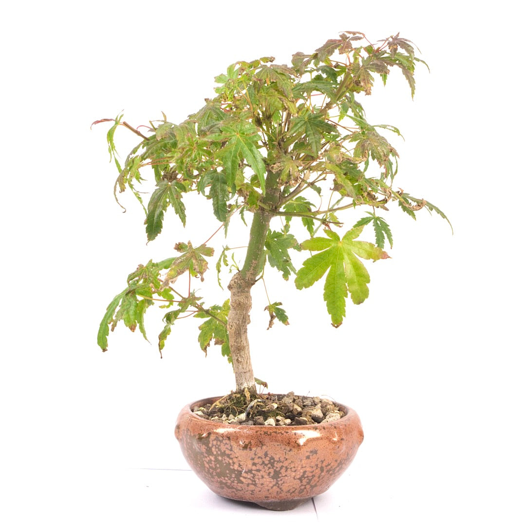 Fächer-Ahorn 'Acer palmatum'