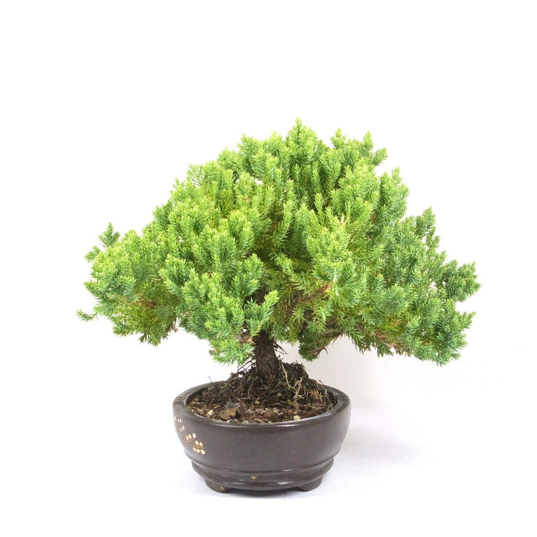 Kissen Wacholder 'Juniperus procumbens Nana'