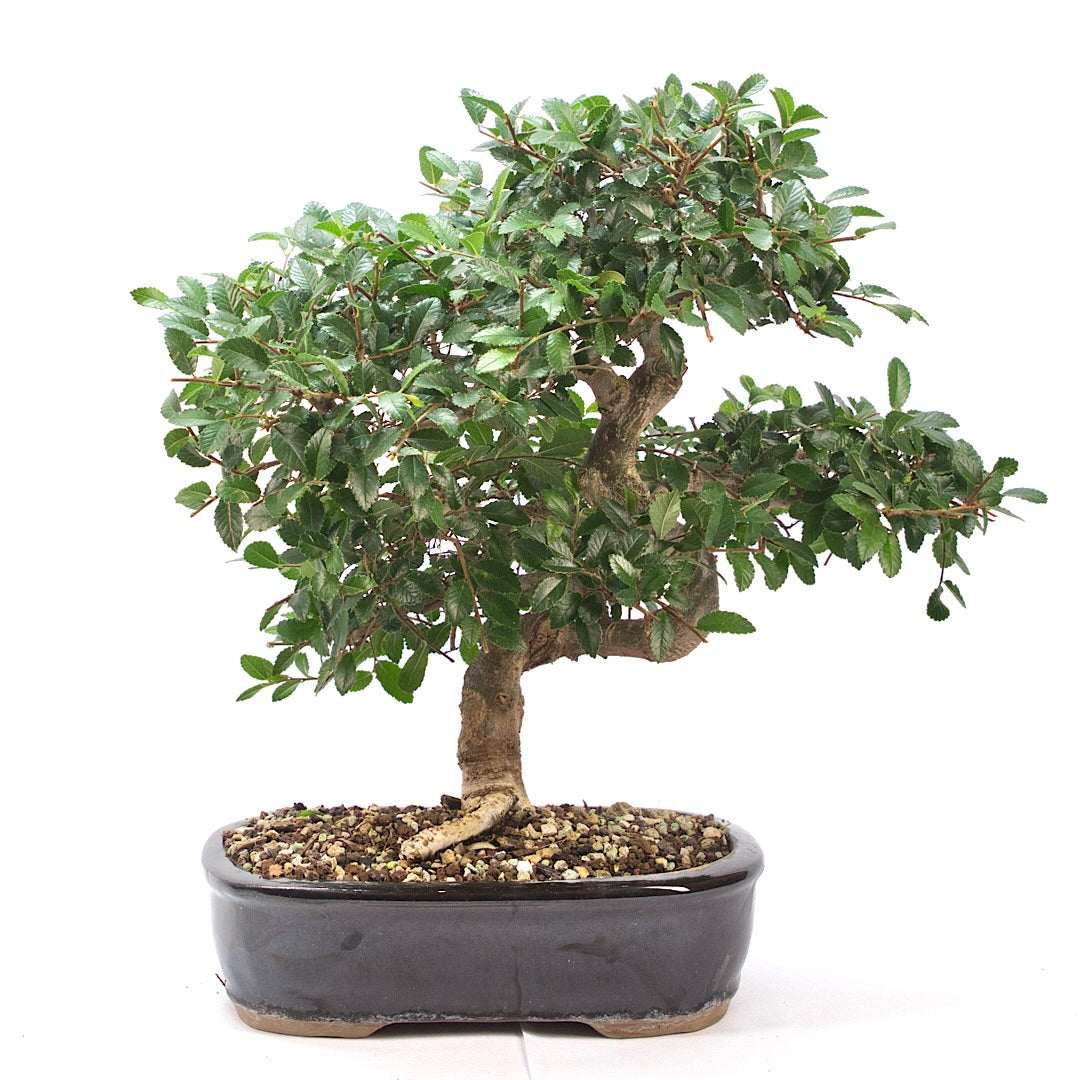 Chinesische Ulme 'Zelkova parvifolia'