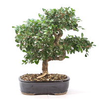 Chinesische Ulme 'Zelkova parvifolia'
