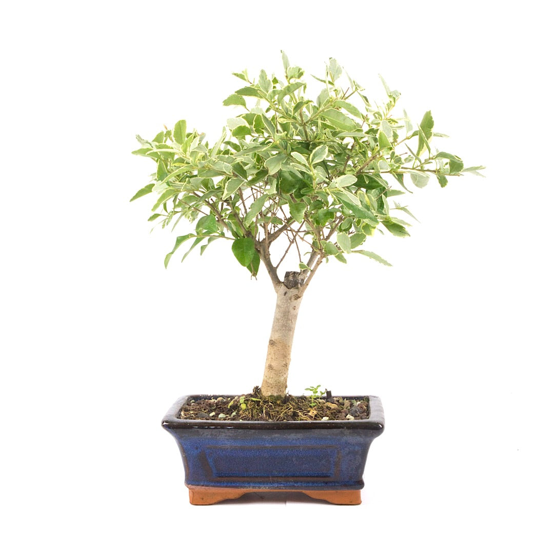 Ovalblättriger Liguster Buntblättrig ‚Ligustrum ovalifolium variegatum‘