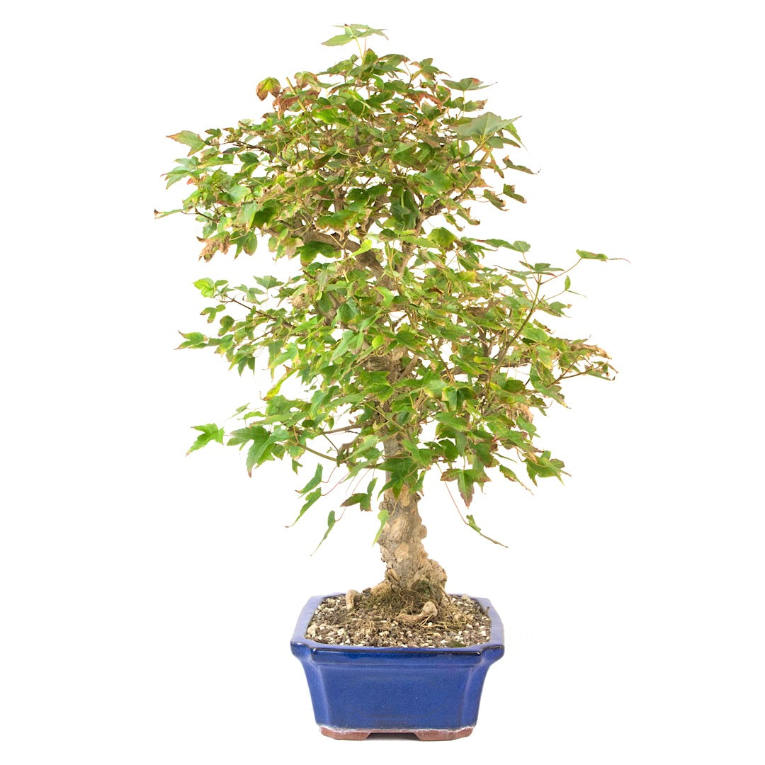 Dreispitz-Ahorn 'Acer buergerianum'