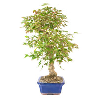 Dreispitz-Ahorn 'Acer buergerianum'