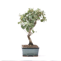 Kork-Eiche 'Quercus suber'