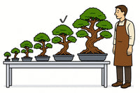 Rotbuche 'Fagus sylvatica'