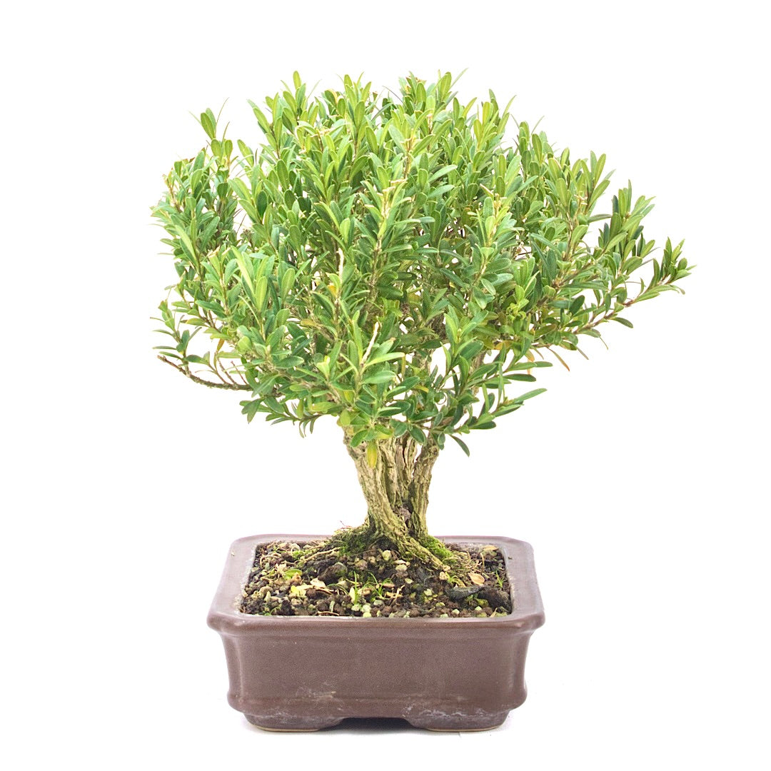 Chinesischer Buchsbaum 'Buxus harlandii'