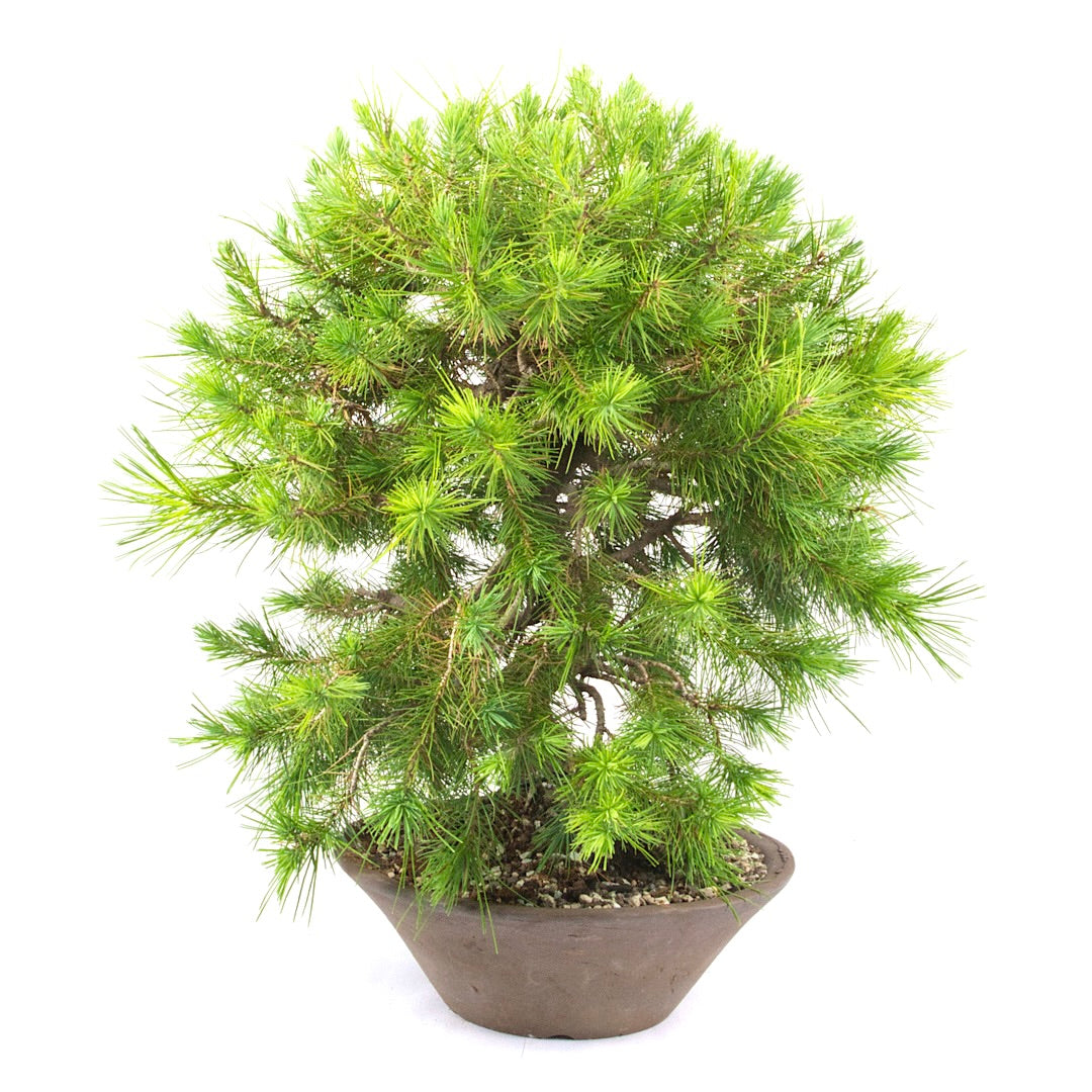 Aleppo-Kiefer 'Pinus halepensis'