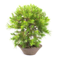Aleppo-Kiefer 'Pinus halepensis'