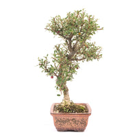 Fächer- Zwergmispel 'Cotoneaster horizontalis'