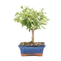 Ovalblättriger Liguster Buntblättrig ‚Ligustrum ovalifolium variegatum‘