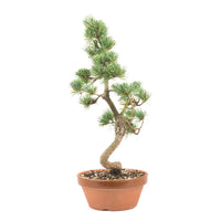 Mädchenkiefer 'Pinus parviflora'