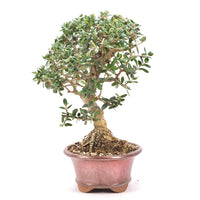 Wild-Olive 'Olea europaea sylvestris '