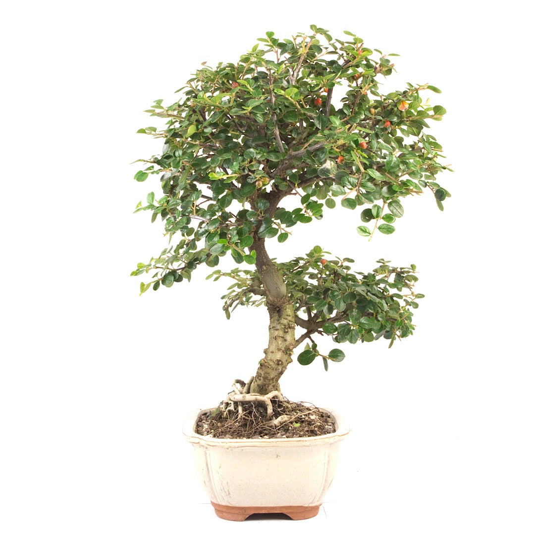 Fächer- Zwergmispel 'Cotoneaster horizontalis'