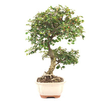 Fächer- Zwergmispel 'Cotoneaster horizontalis'