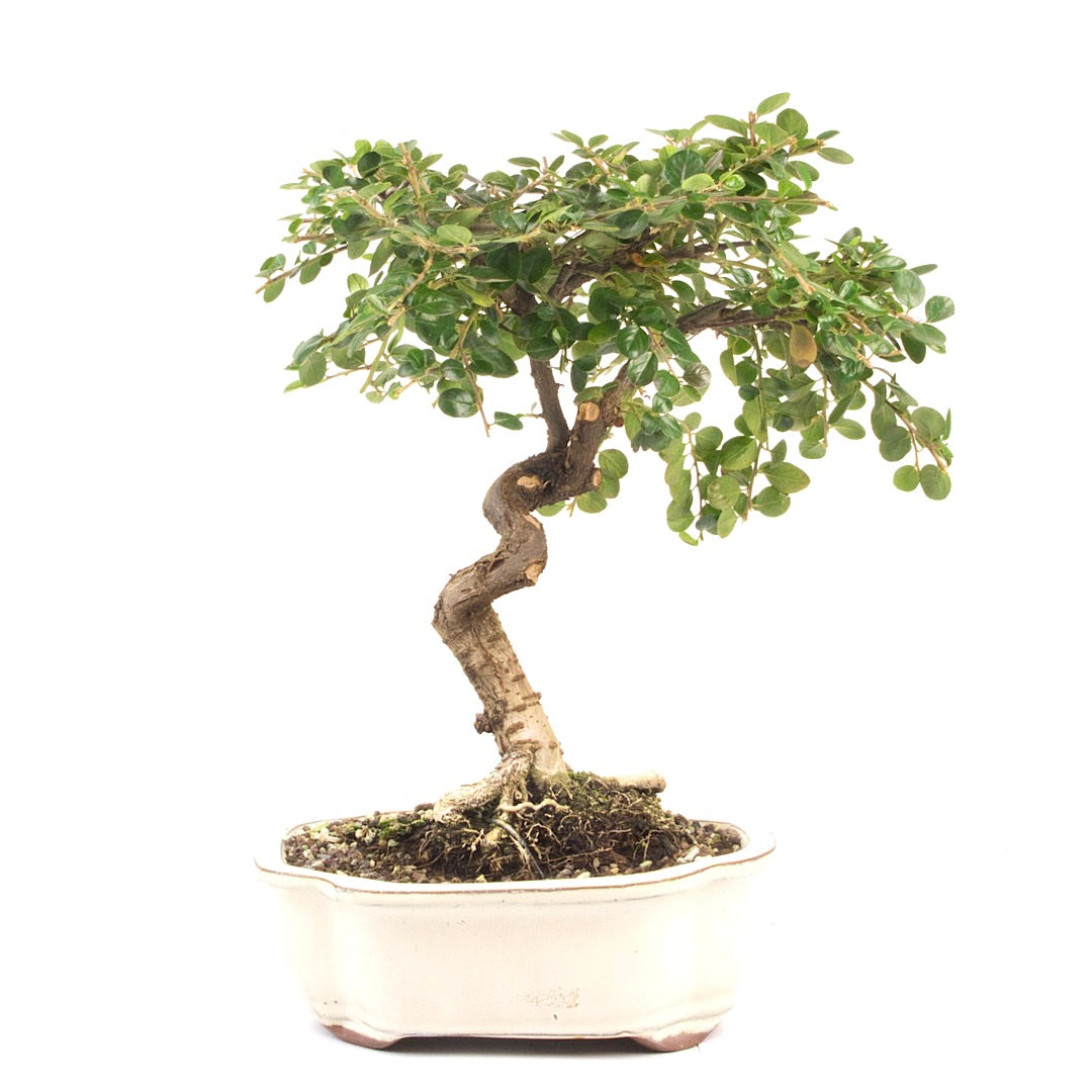 Fächer- Zwergmispel 'Cotoneaster horizontalis'