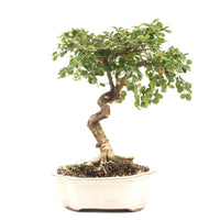 Fächer- Zwergmispel 'Cotoneaster horizontalis'