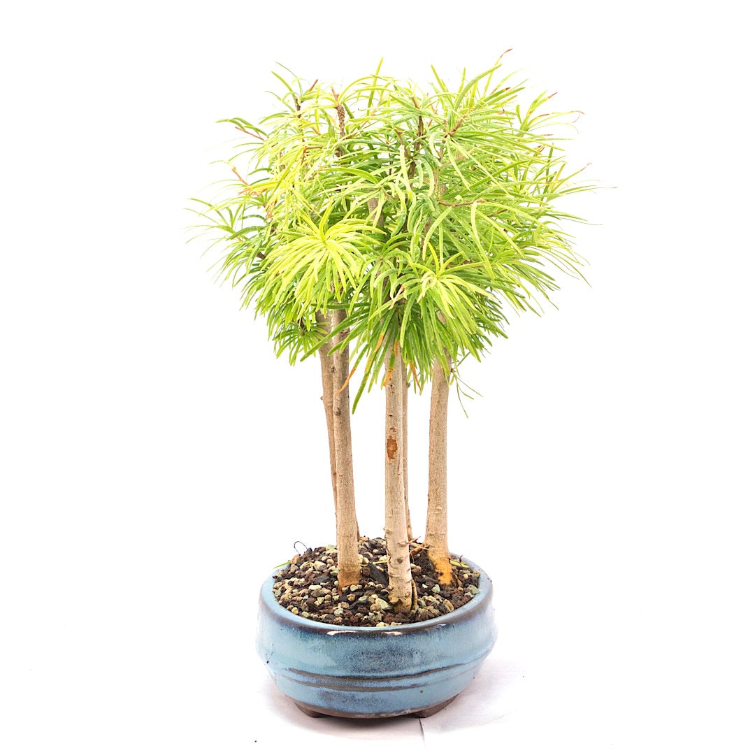 Goldlärche Wald 'Pseudolarix amabilis'