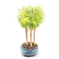 Goldlärche Wald 'Pseudolarix amabilis'