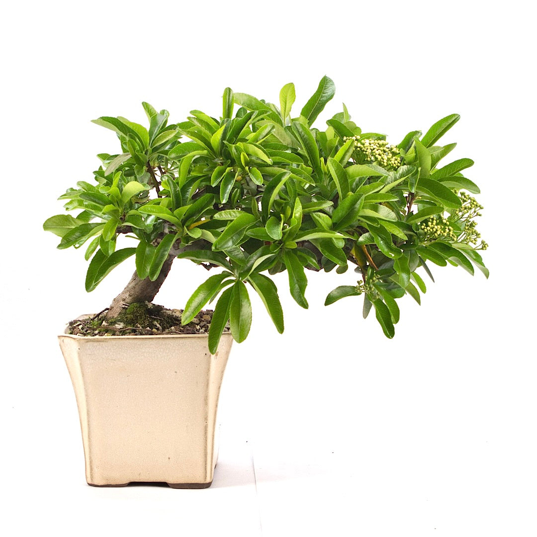Feuerdorn 'Pyracantha coccinea'