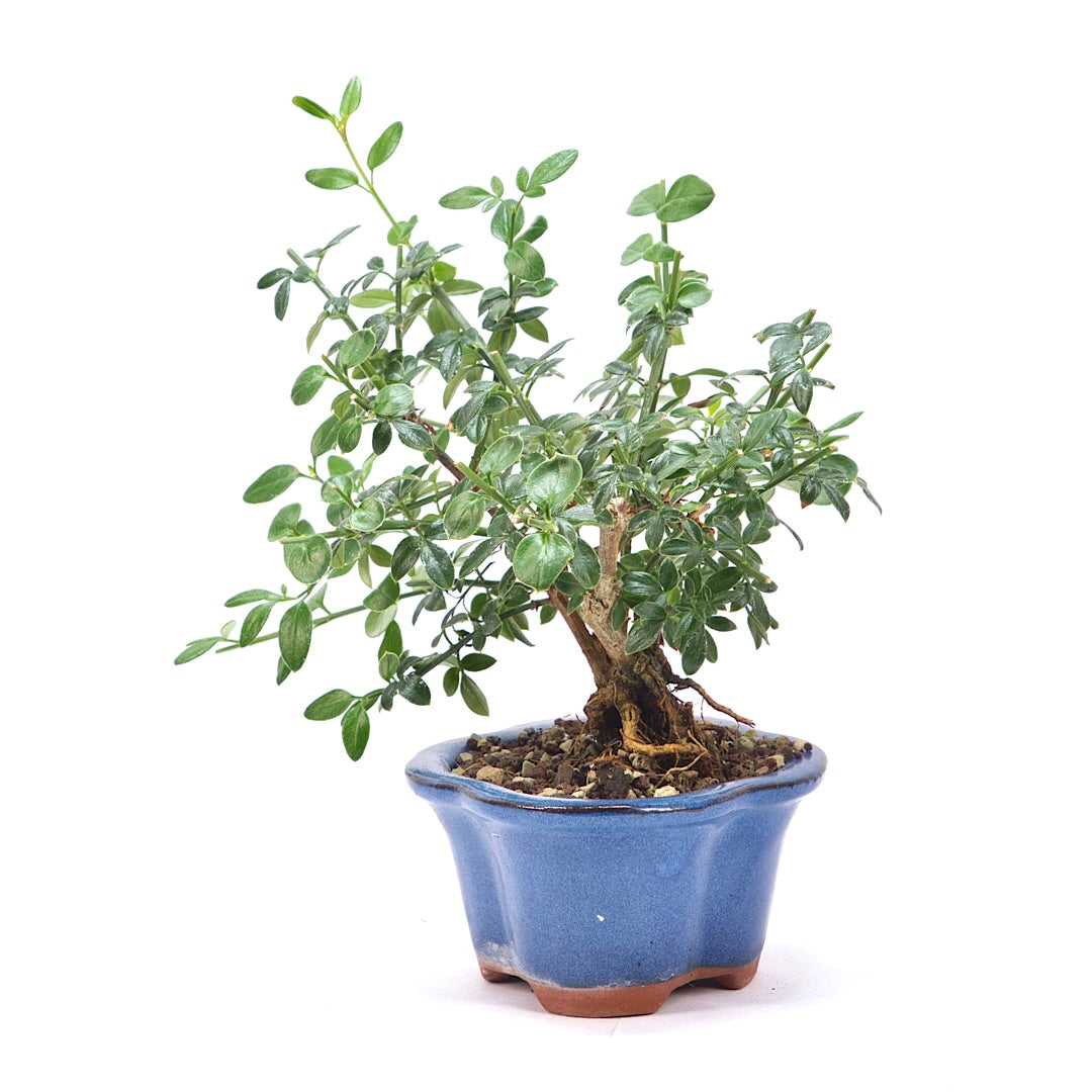 Winterjasmin 'Jasminum nudiforum'