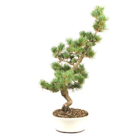 Mädchenkiefer 'Pinus parviflora'