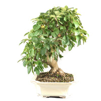 Zierapfel 'Malus spec.'