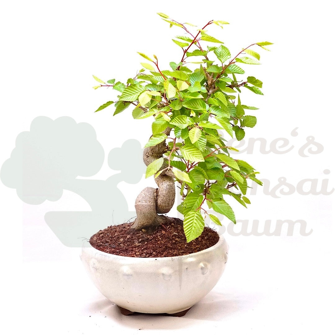 Koreanische Hainbuche ‚Carpinus turczaninowi‘