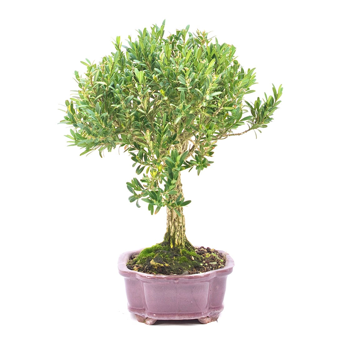 Chinesischer Buchsbaum 'Buxus harlandii'