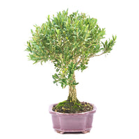 Chinesischer Buchsbaum 'Buxus harlandii'