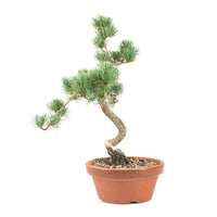 Mädchenkiefer 'Pinus parviflora'