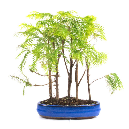 Urwelt Mammutbaum Wald 'Metasequoia glyptostroboides'