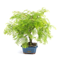 Urwelt Mammutbaum 'Metasequoia glyptostroboides'