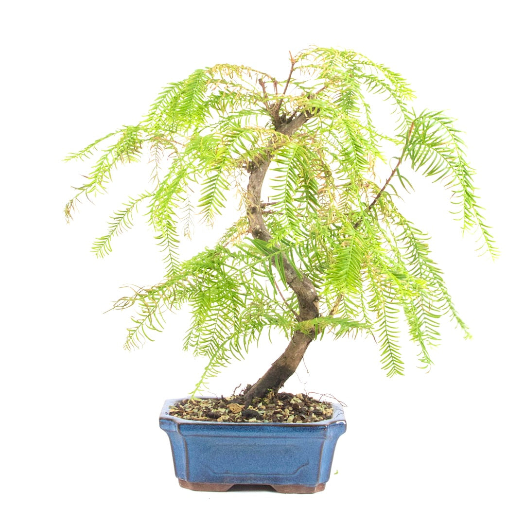 Urwelt Mammutbaum 'Metasequoia glyptostroboides'