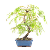 Urwelt Mammutbaum 'Metasequoia glyptostroboides'