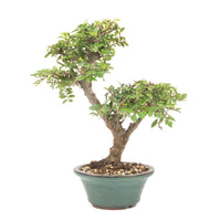Japanische Ulme 'Ulmus japonica'